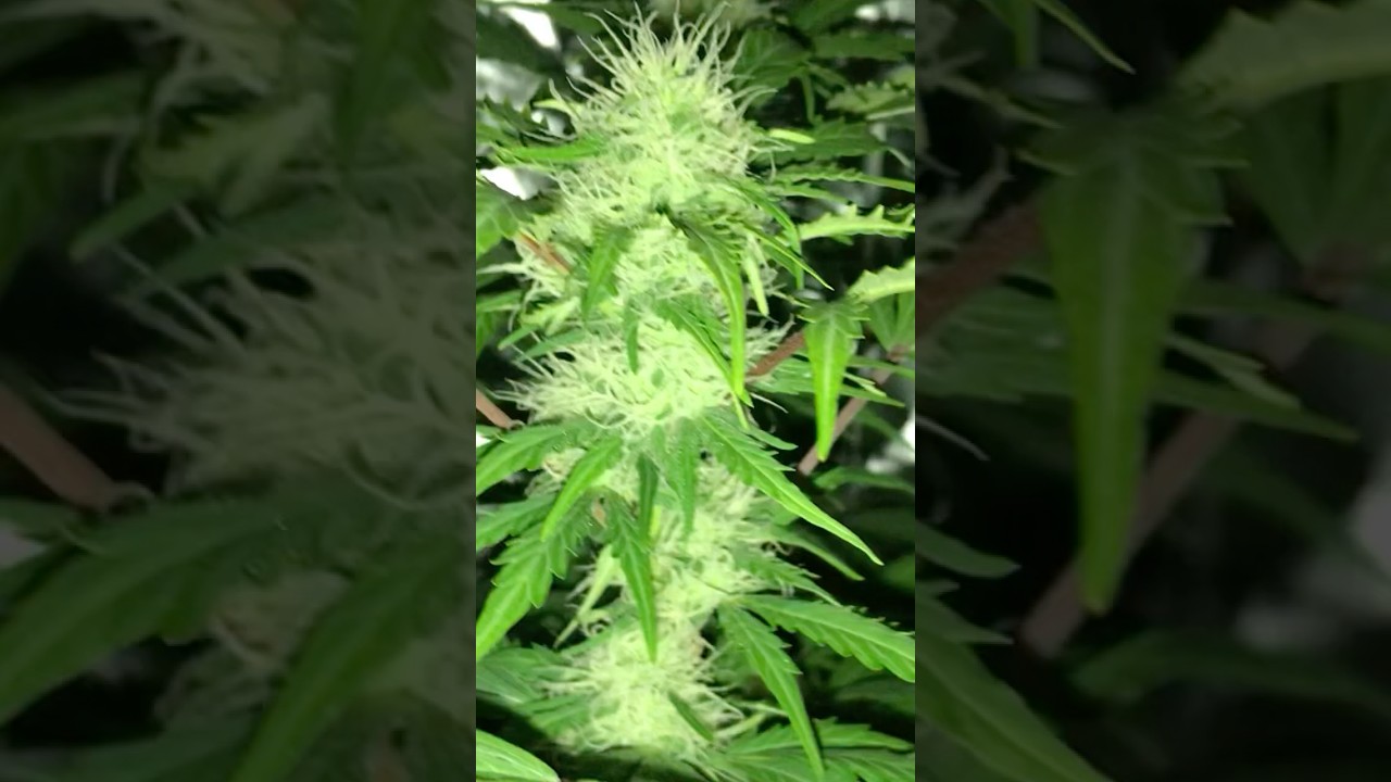 Sleeping Purple Punch Auto 💤 - from Royal Queen seeds - indoor grow 