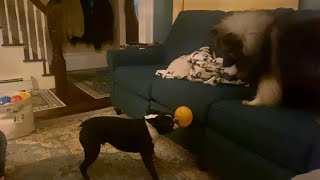 Hilarious Dogs Roll Around Like Goofballs And Play With Balloons!