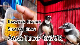 Download Lagu Rawatan Harian Burung Sikatan Kipas Agar Tetap Gacor MP3