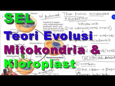 Video: Perbedaan Antara Mitokondria Dan Kloroplas