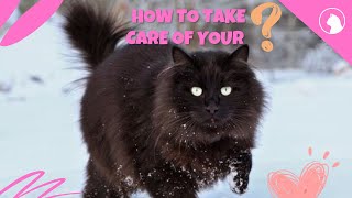 10 things your cat needs | Amazing funny cat videos | Charismas cats gifts