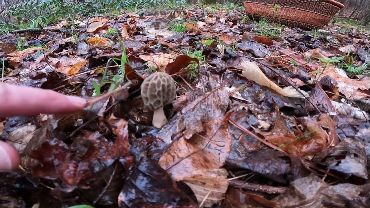 Morels 2023 after the freeze YouTube