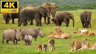 4K African Wildlife: Etosha National Park - Scenic Wildlife Film With Calming Music