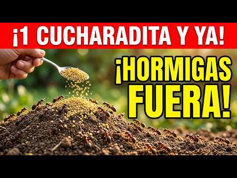 ¡Las Hormigas Llevarán El Cebo Al Nido Y El Pulgón Desaparecerá!