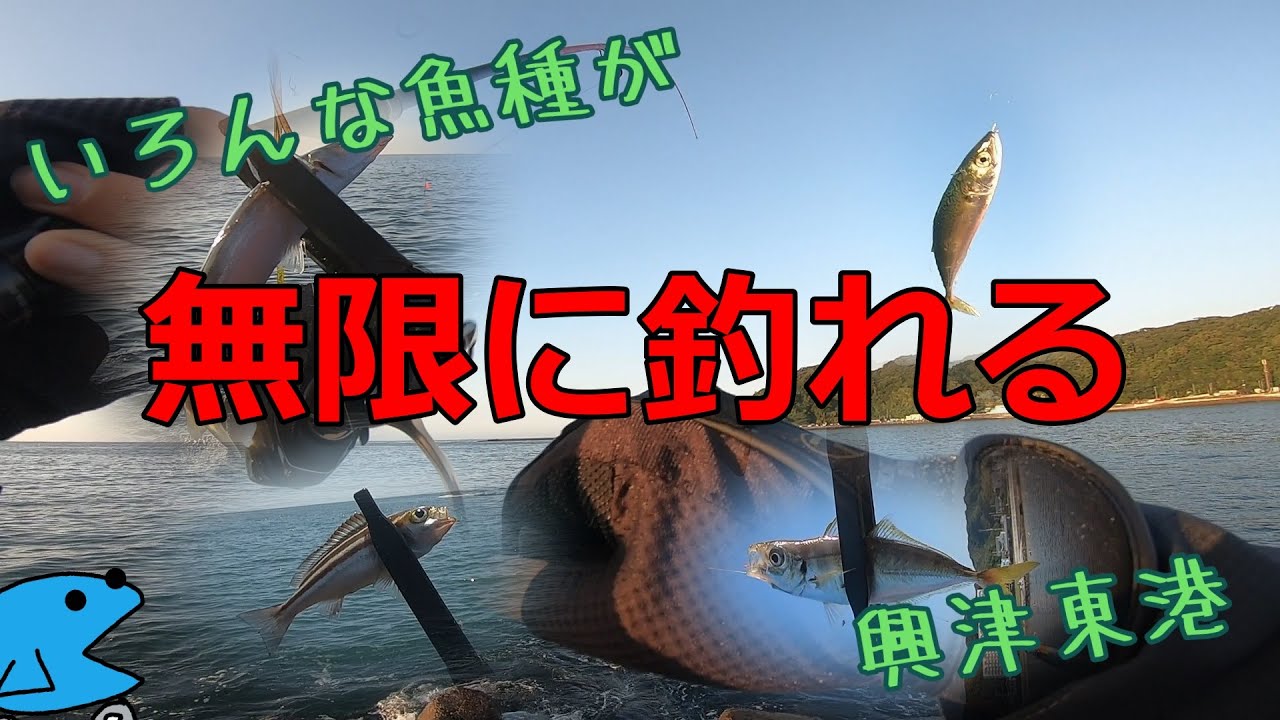 【興津東港】無限に釣れればカゼも治る気がする動画
