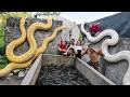 Brave Soldiers Used High-Tech Snake Detectors To Locate The Giant Python's Nest.