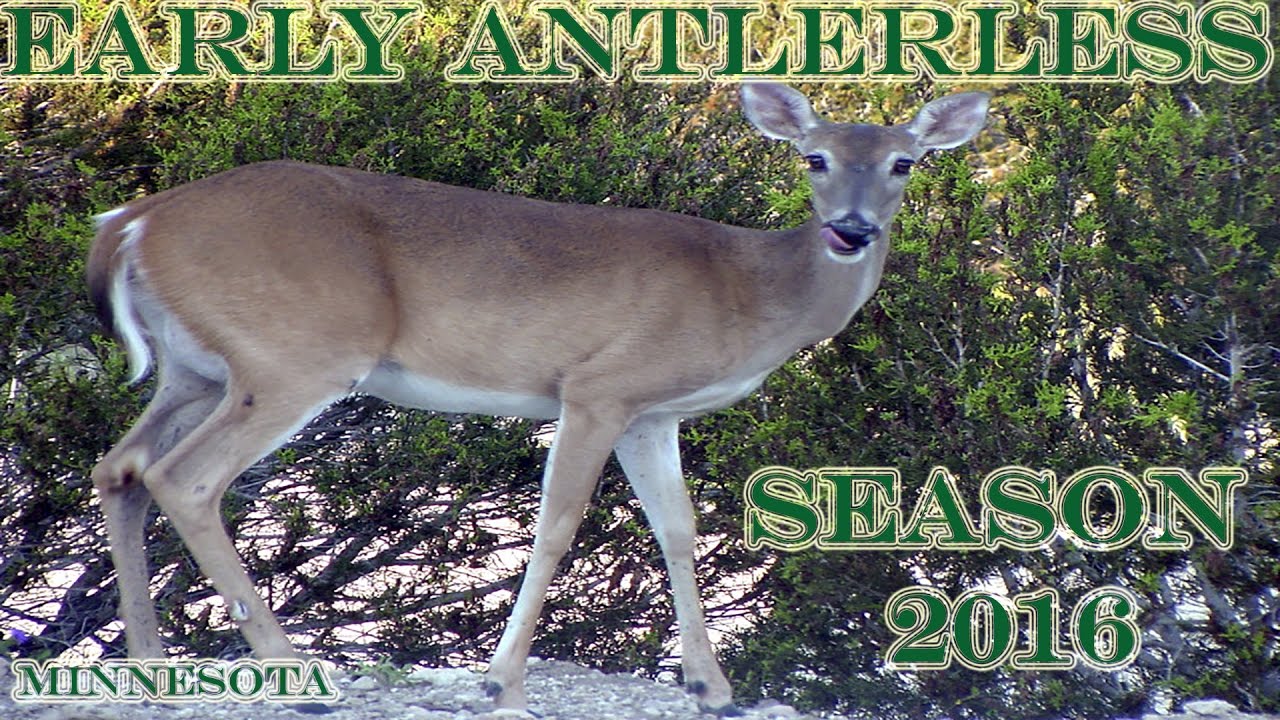 2016 MN EARLY Antlerless Season YouTube