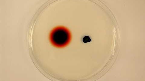 Diffusion of Dye in Agar