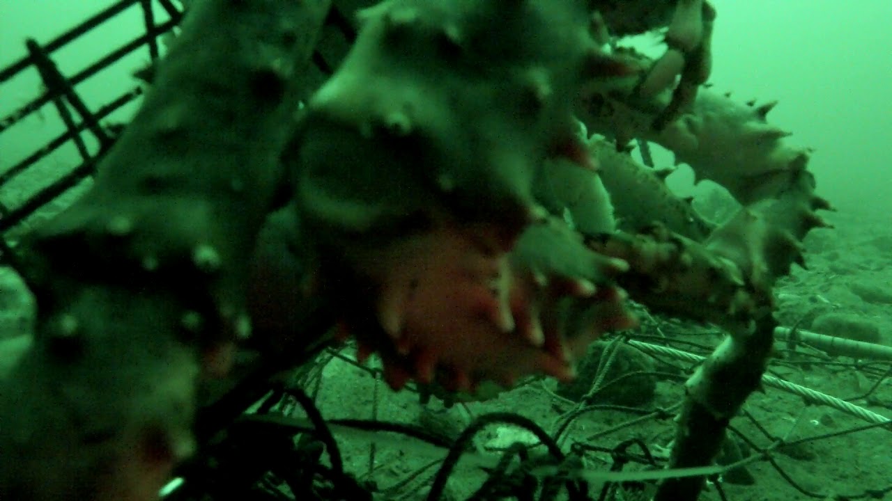 King Crab Kitimat B.C. YouTube