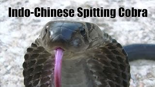 Indo-Chinese Spitting Cobra - Close Up Shots