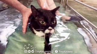 Underwater Footage Of Cidy The Miracle Tinykittens