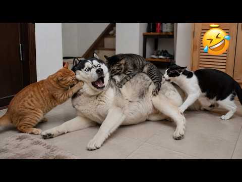 These Animals Started The Problem And Still Acted Innocent 😹🐶 - Hilarious Fails 😂🤣