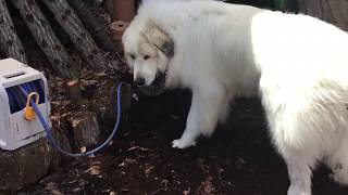アランも真似して穴を掘る Great Pyrenees グレートピレニーズ
