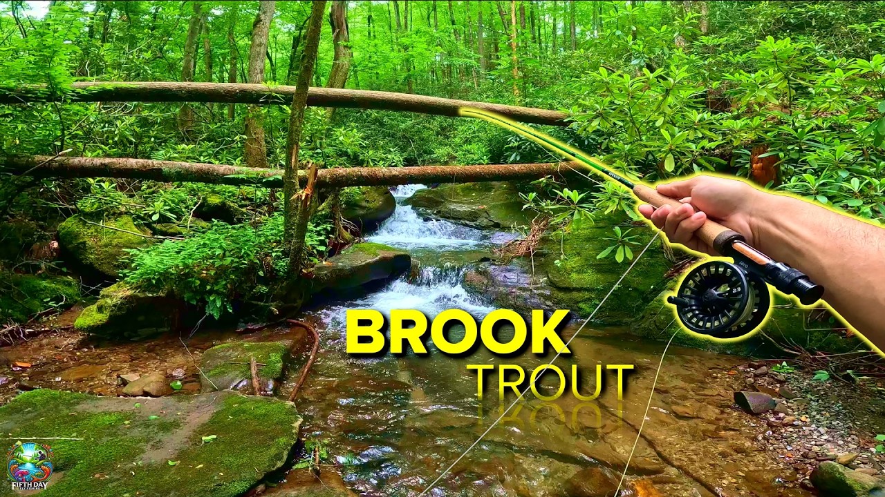 This Tiny Appalachian Creek Is FILLED with Native Brook Trout! (Fly Fishing for Trout)