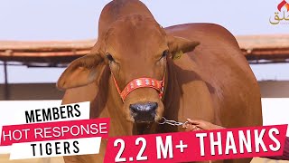 Khalq Cattle Farm I Pure Breeds I Documentary I 2018 I Bulls I Gear Up Buddies I Parrot Studio