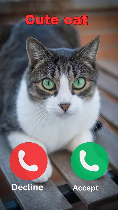 Hello #nadaderingtelepon #ringtone #smartphone #ringtones #music #bgm #cat #gatuno #funnymusic
