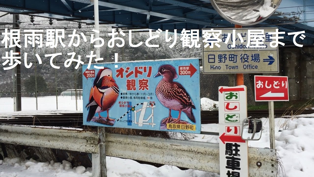根雨駅からおしどり観察小屋まで歩いてみた！