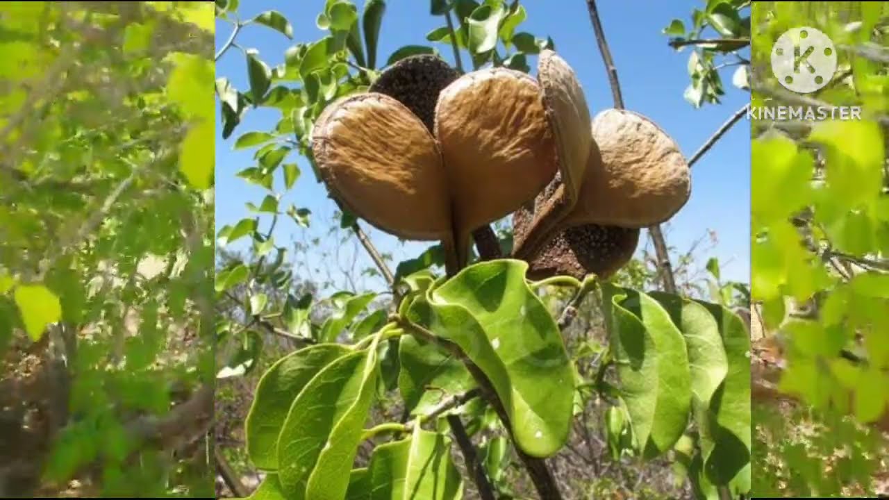 Conheça a arvore Pereiro 