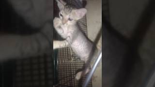 #Aggressive cutecat #ytshorts #cat #cats