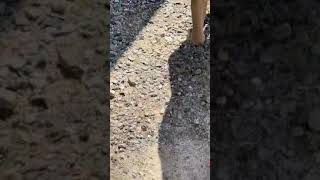 BCSO Bondable Pups Visit