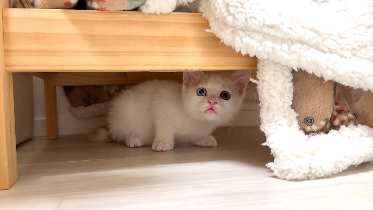 悪さした子猫を初めて本気で叱ったらびっくり仰天してこうなっちゃいました…