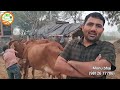 👍Sahiwal #Desi Cows 👍Heavy Milkline, open Range #Sahiwal 👍Monu Sahiwal Breeder 9812677706👍