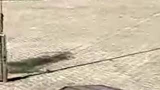 Live Stream daun pintu