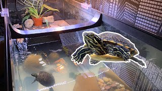 Building The Ultimate Diy 40 Gallon Turtle Tank Setup