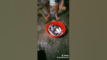 đặt lờ bắt cá mùa nước nỗi #sanbat trúng mánh cá dô đầy thau