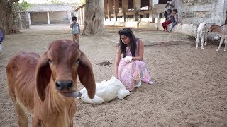 Lets Get Back-Wisdom From Gujarat By Klimom