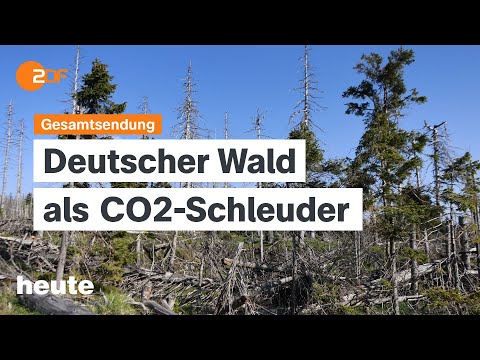 heute 19:00 Uhr vom 08.10.2024 Bundeswaldinventur, Rekordwert Krankschreibungen, SPD-Generalsekretär Episode cover