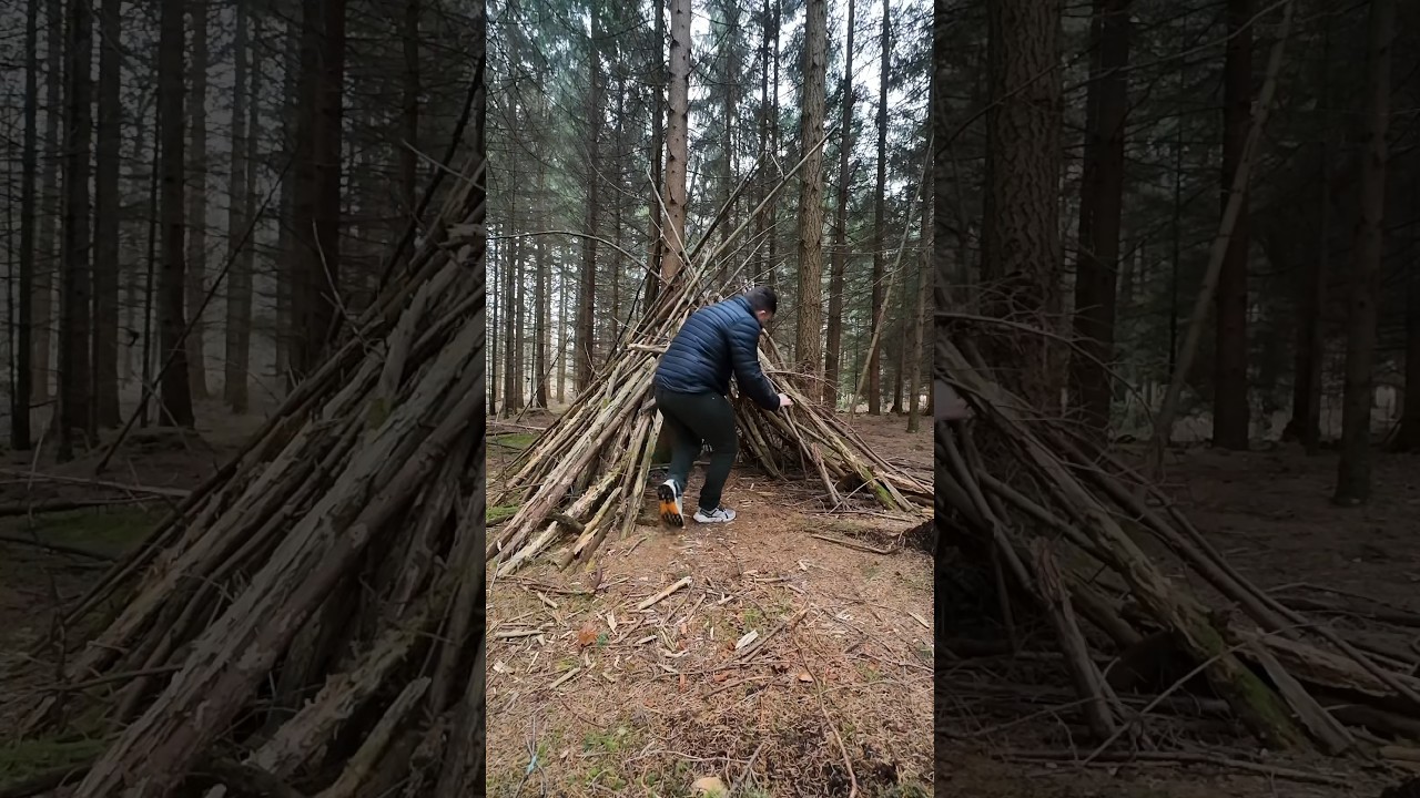 Have you been to the New Forest? 🌳