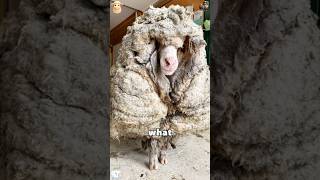 Nervous Ewe Meets Confident Shearer