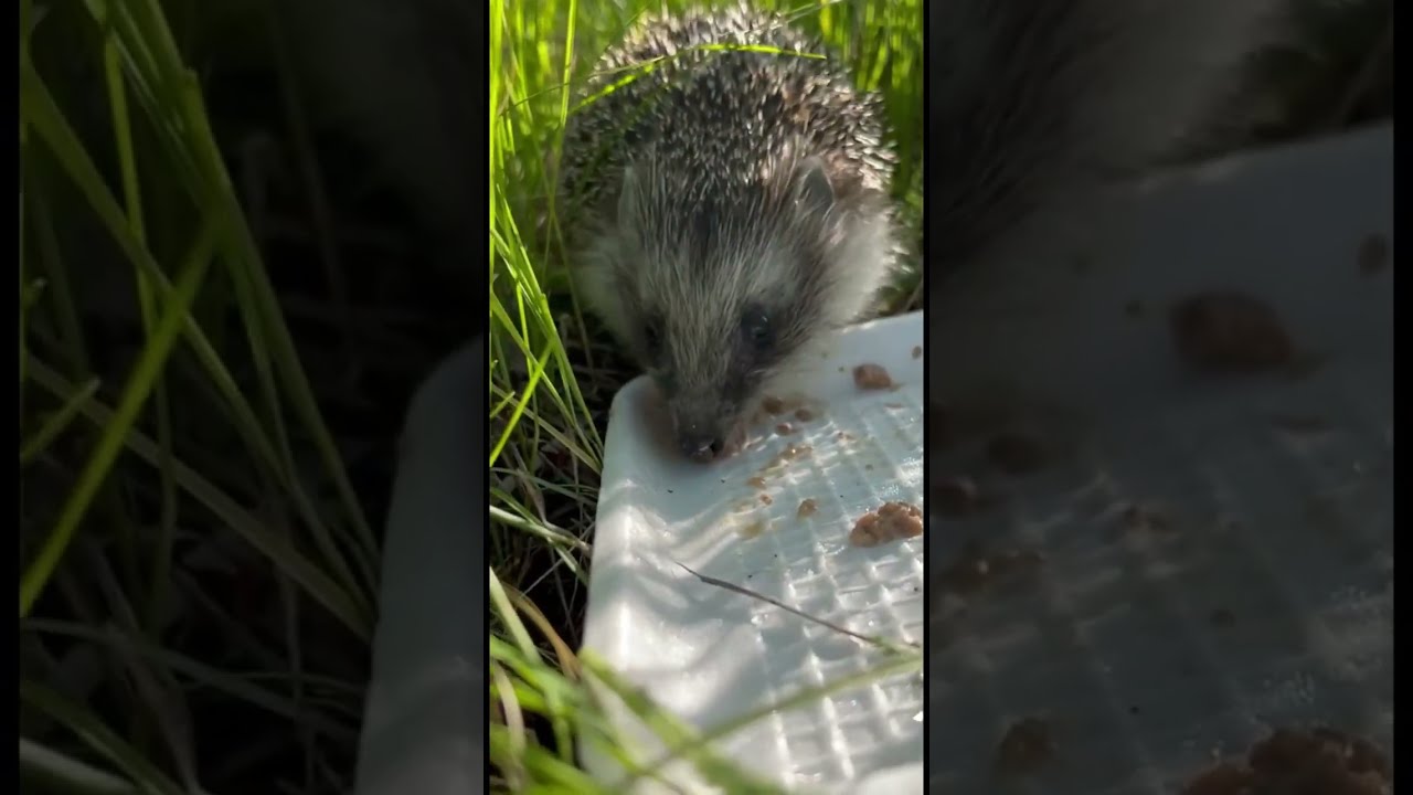 Что будет, если ежику дать кошачий корм? 🐾😄 #ёжик #ежик