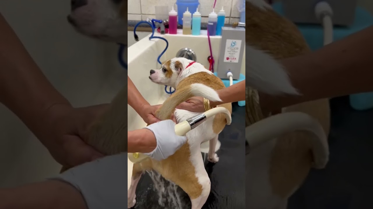 Does your dog drag its butt? Anal gland squeeze
