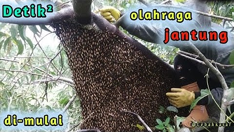 Menyingkap Madu Lebah Jumbo: Tantangan di jantung #apisdorsata #panen #maduliar #lebahmadu #asli 