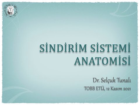 Sindirim Sistemi Anatomisi