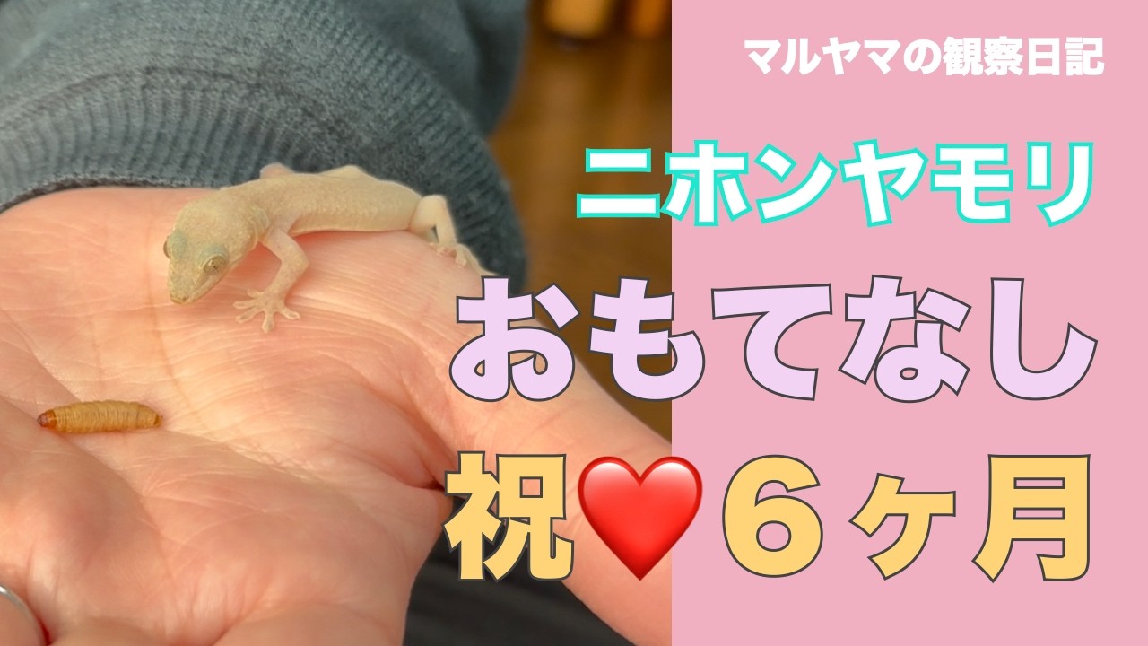 マルヤマの観察日記。ニホンヤモリ。一緒に過ごしてくれてありがとう。祝！半年記念日。感謝のおもてなし。お風呂とお食事。手のり・ハンドリング。