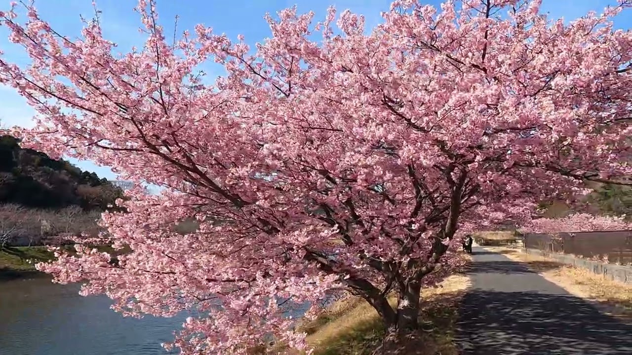 南伊豆町みなみの桜と菜の花まつり2026年2月
