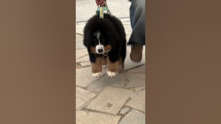 第一次出门不会走路伯 #伯恩山犬 #伯恩山幼犬 #伯恩山 #奥恩和端午