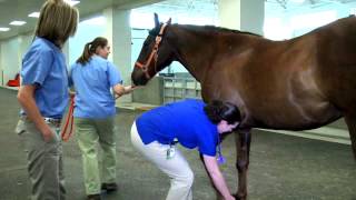 Equine Hospital Tour at the University of Tennessee Veterinary Medical Center