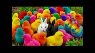 The Tiny Chick's Village Market Day! 🛍️🐥 | TINY ZOO TV screenshot 4