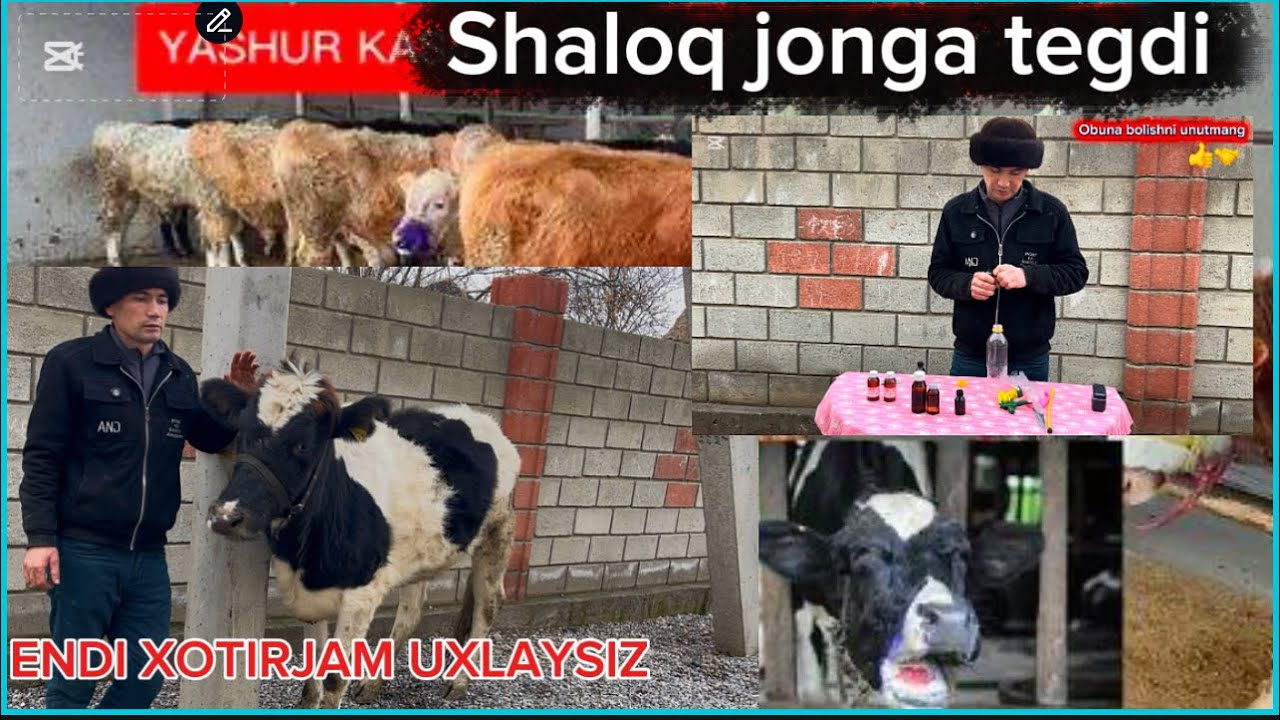 Чорвага кизикасизм бу видио сиз учун чорвадор ака укалар