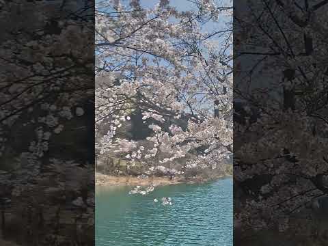 音水湖畔の桜
