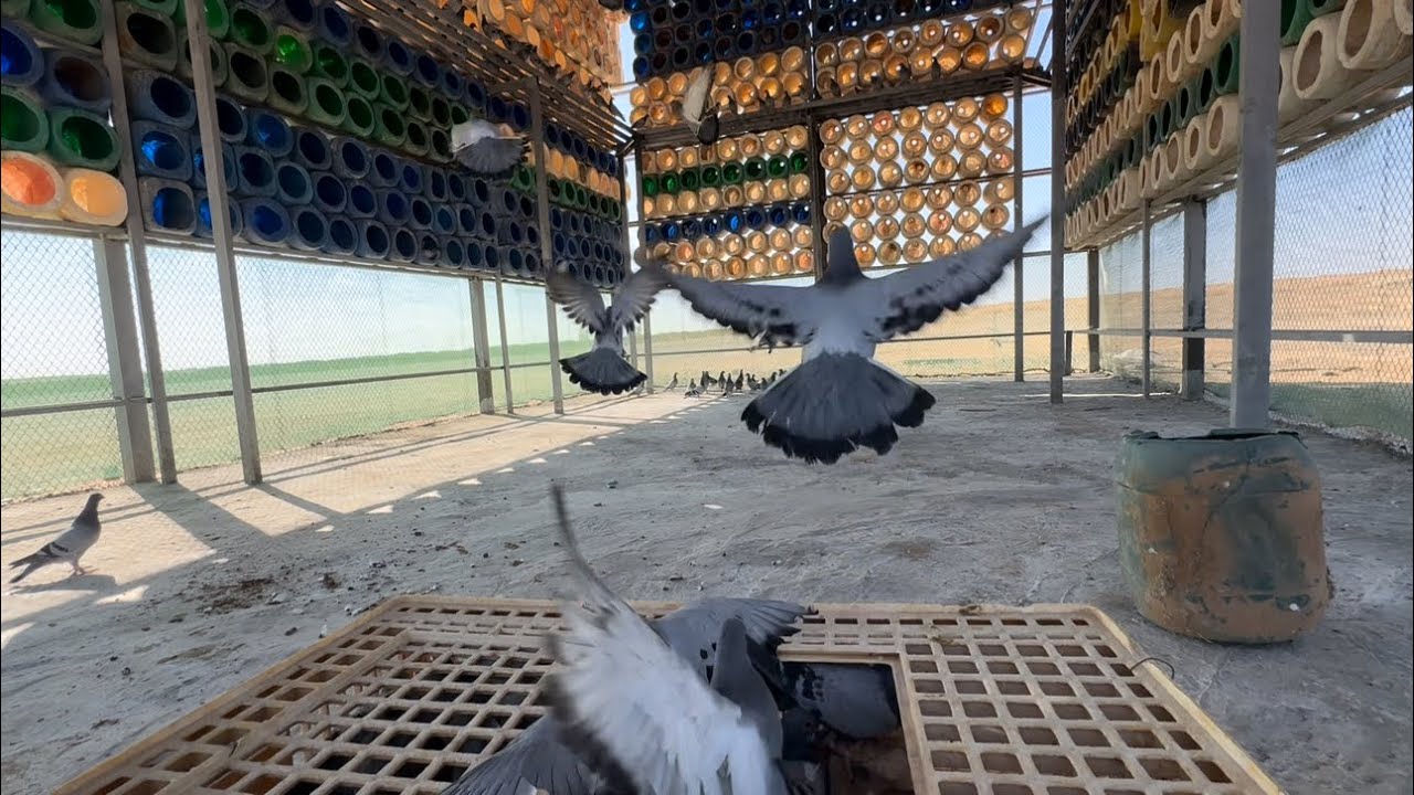 عريشة البرج العملاق تم استفتاحها  الجزا(10)🫡