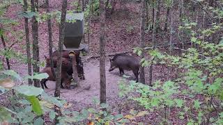 Smoking Hogs In Macon County Alabama