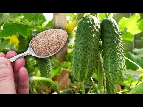 Дайте огурцам ложку