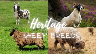 Heritage Sheep Breeds: Guardians of Agricultural Legacy