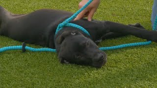 PAUL'S PETS: "Stallion" A young pup up for adoption at the Humane Educational Society in Chattanooga
