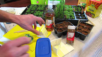 MFG 2016: How to Make Sticky Traps & Using Vinegar to Stop Garden Pests: Seed Starting Help!